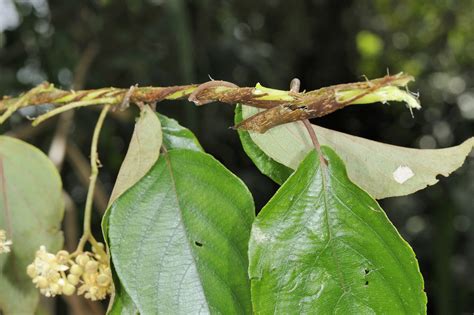 闊葉獼猴桃|闊葉獼猴桃 (Actinidia latifolia) 愛自然